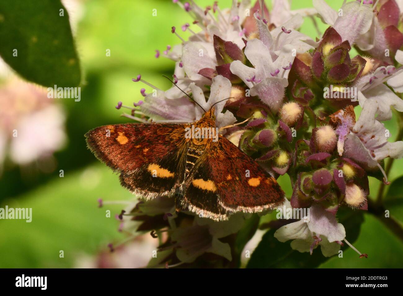 Moth de menthe 'pyrausta aurata' sur une fleur de marjolaine. L'été dans Somerset.UK Banque D'Images