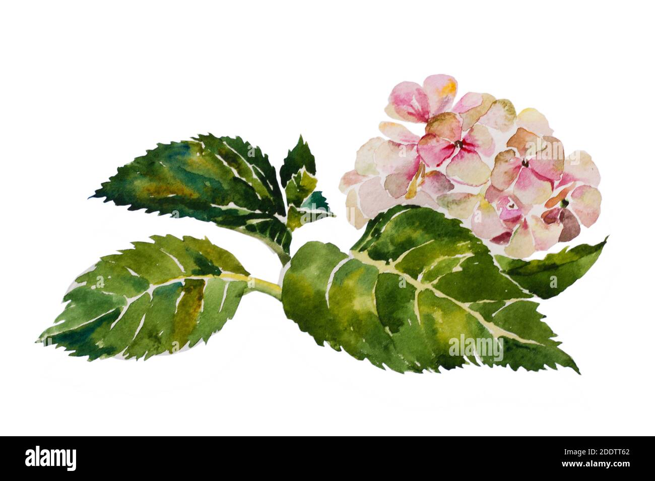 Hortensia rose avec feuilles et tige peinture d'aquarelle originale arrière-plan blanc Banque D'Images