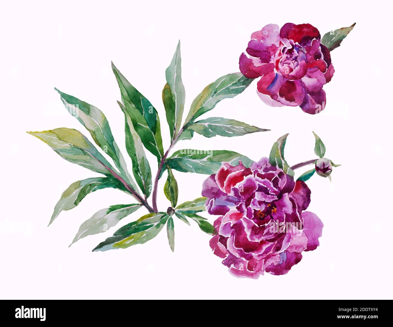 Deux pivoines roses se branle avec des feuilles d'aquarelle originales isolées dessus arrière-plan blanc Banque D'Images