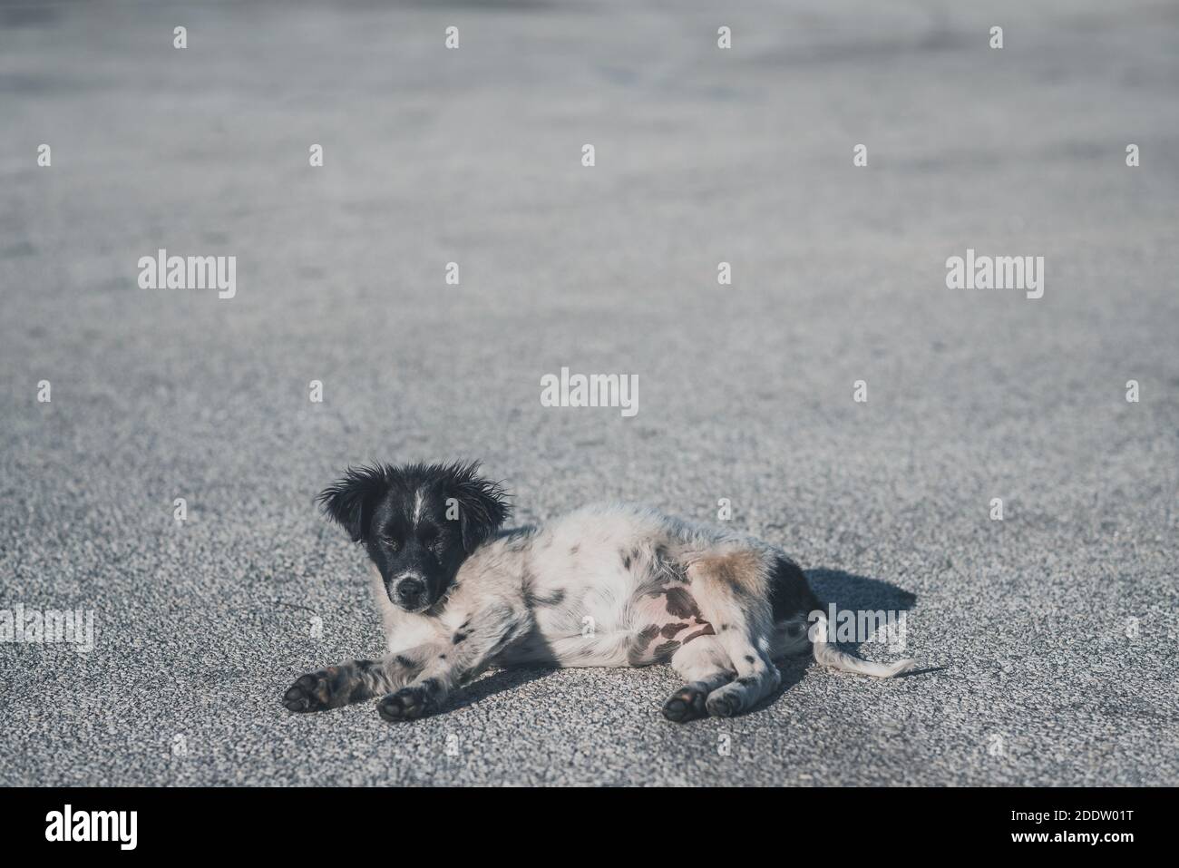 Joli petit chien errant sur un parking Banque D'Images