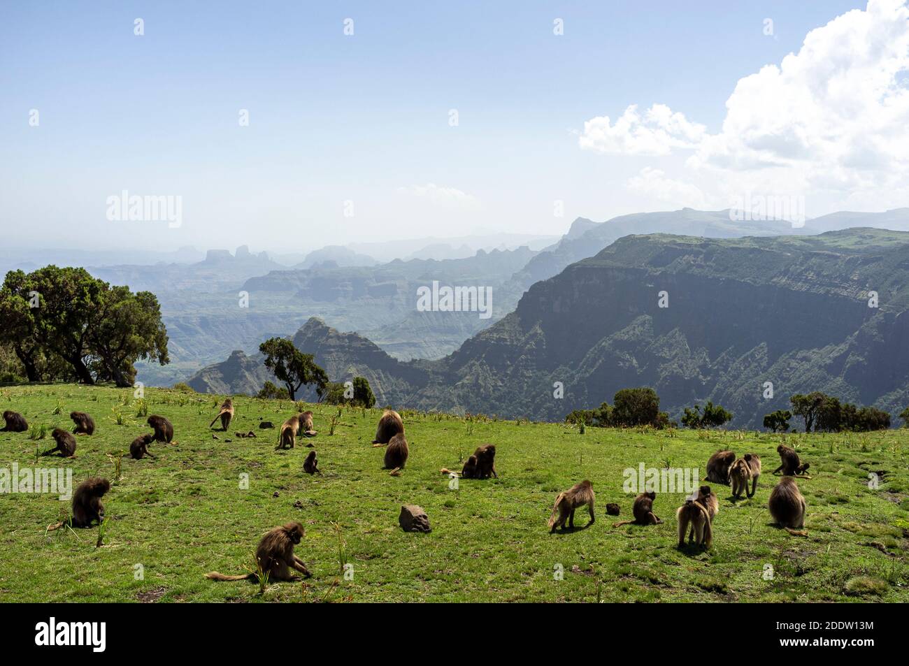 Parc national des montagnes de Semien ou Simien à Amhara dans le Hautes terres éthiopiennes en Éthiopie Banque D'Images