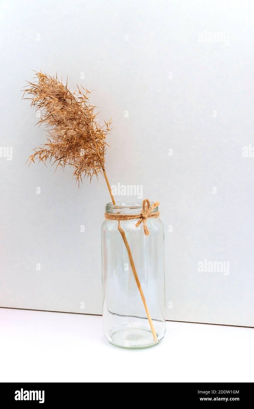 Sécher le roseau dans un vase en verre fait main sur fond blanc. Concept écologique de tendance minimale, palette neutre, élément design. Backgro naturel abstrait Banque D'Images