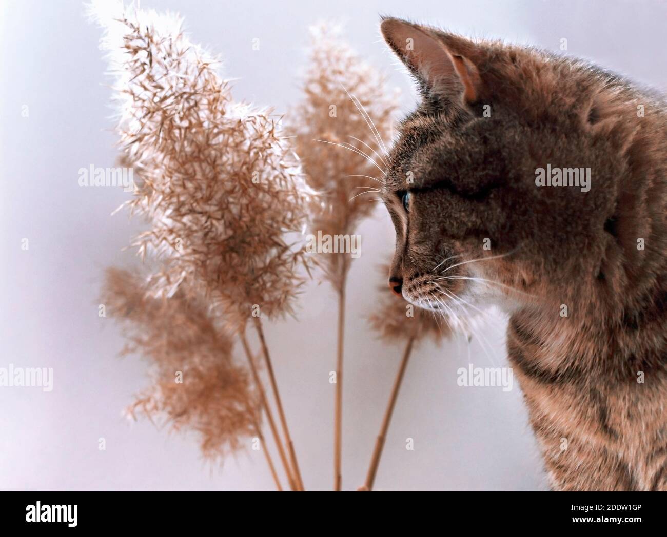 Tabby de maquereau chat près de brindilles de roseau, sélectif foyer, palette neutre, arrière-plan naturel abstrait. Phragmites australis, graines de canne, beige Banque D'Images