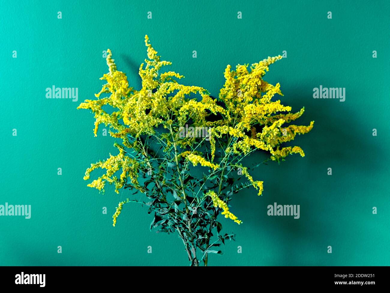 bouquet de fleurs mimosa sèches sur fond bleu-vert. Fleurs séchées jaunes, vie tranquille, fond turquoise Banque D'Images