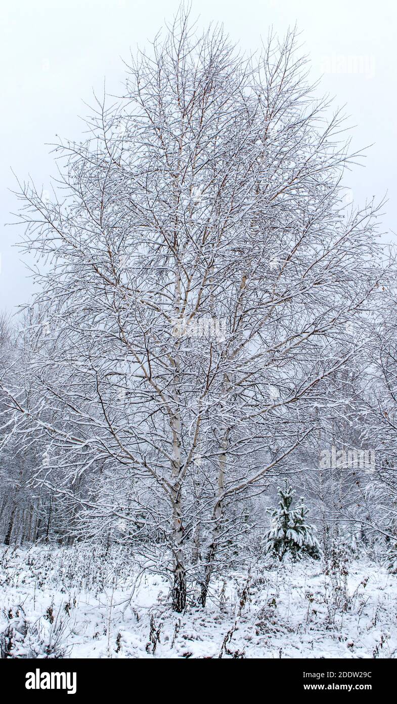 Arbre recouvert de neige dans la forêt d'hiver. Fond naturel, vertical, affiche, paysage, neige Banque D'Images