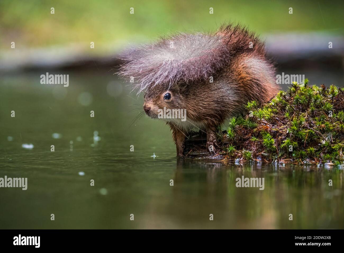 Royaume-Uni, Yorkshire - novembre 2020 : l'écureuil rouge se brise sous sa propre queue lorsque la pluie tombe Banque D'Images