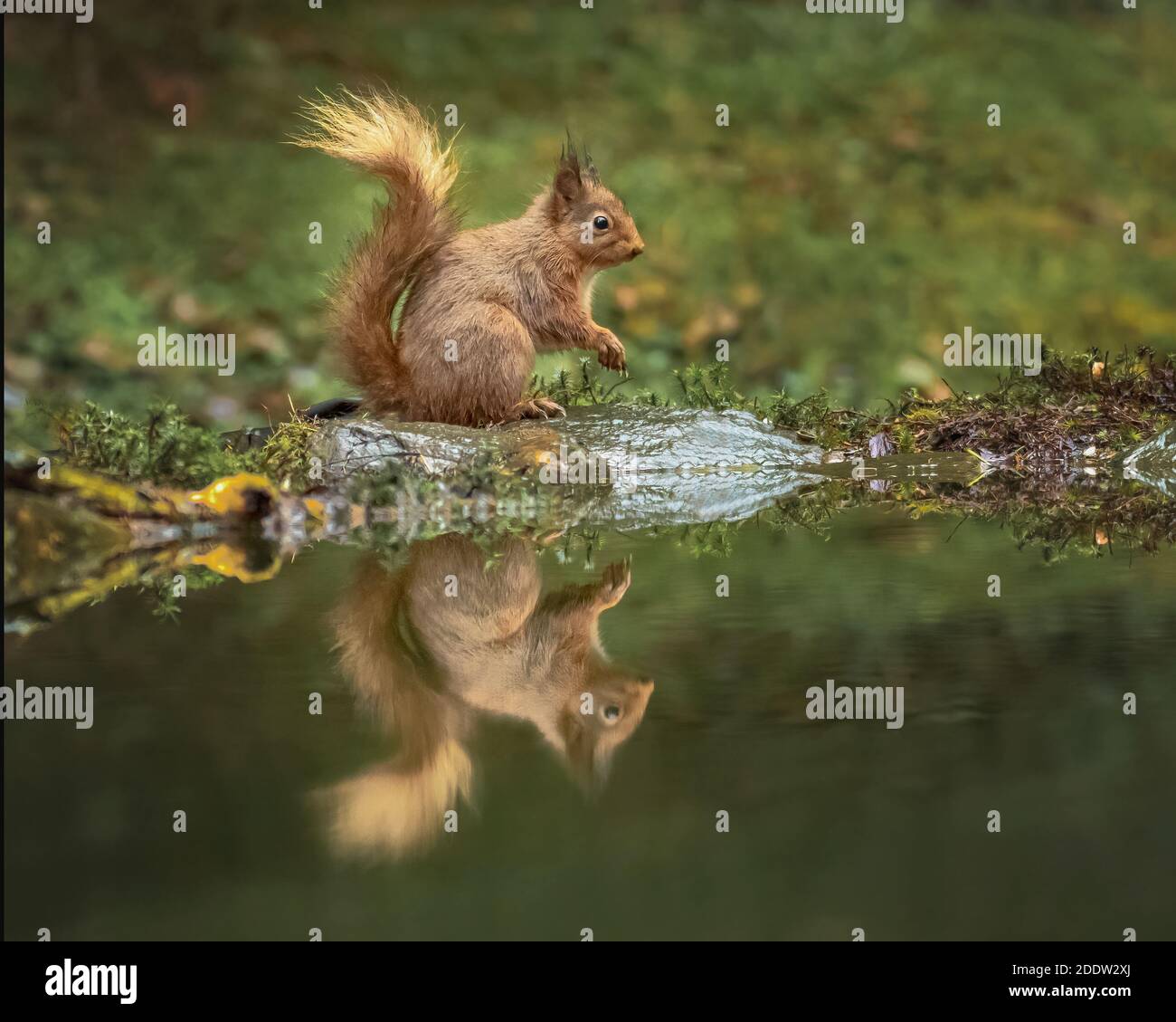 Royaume-Uni, Yorkshire - novembre 2020 : l'écureuil rouge se brise sous sa propre queue lorsque la pluie tombe Banque D'Images