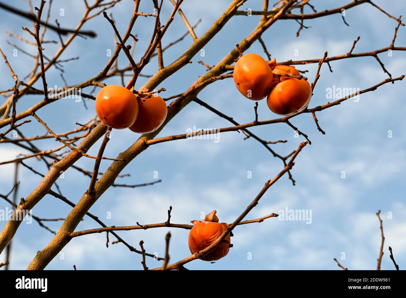 Orange vif Persimmon fruit poussant sur un arbre en hiver. Banque D'Images