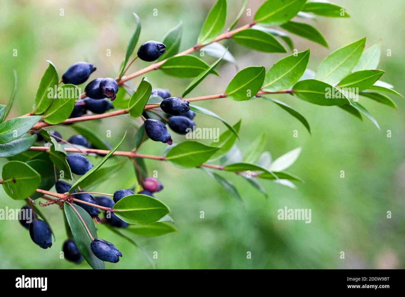 Myrte commune, myrtus communis, avec baies bleues-noires. Banque D'Images