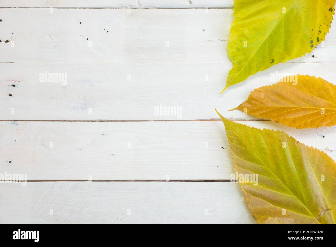 Trois feuilles de mûrier sur fond blanc en bois. Couleurs d'automne. Espace pour copier le texte. Banque D'Images