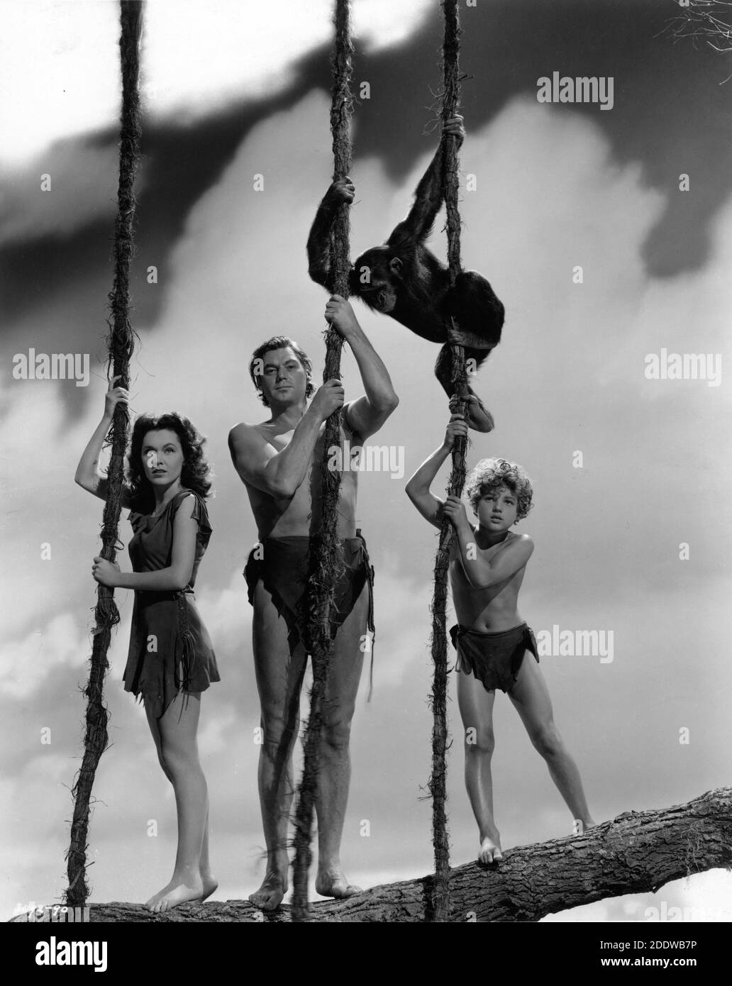 MAUREEN O'Sullivan JOHNNY WEISSMULLERJOHNNY SHEFFIELD et CHEETAH The Chimpanzee Holding Cordes de vigne portrait de publicité par CLARENCE SINCLAIR BULL pour TARZAN SECRET TREASURE 1941 réalisateur RICHARD THORPE basé sur des personnages créés Par Edgar Rice Burroughs Metro Goldwyn Mayer Banque D'Images