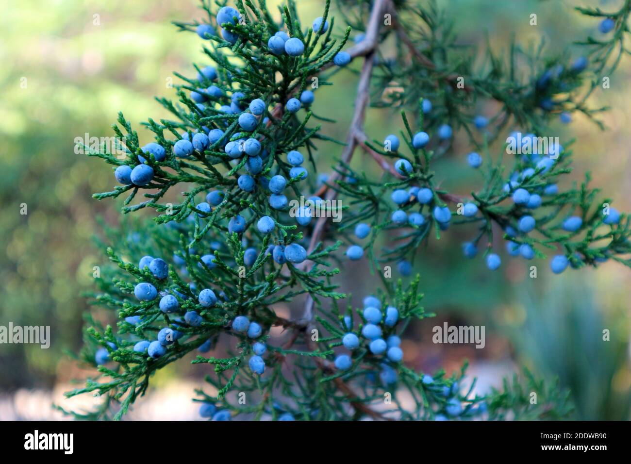 Juniperus virginiana (genévrier de virginie) ou feuillage et graines de l'arbre du cèdre rouge de l'est. Baies bleues de genévrier de virginie. Effets de flou et effet de bokeh Banque D'Images