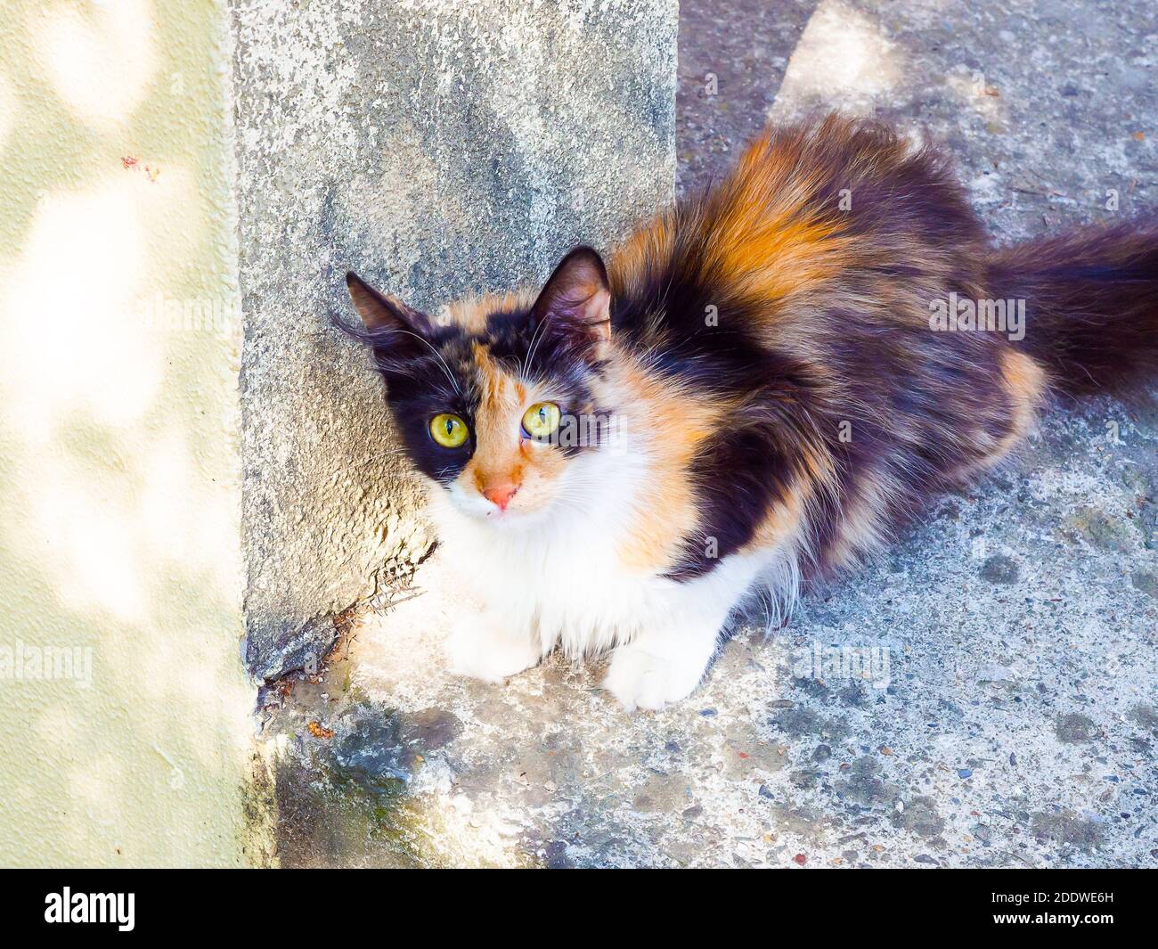 Joli Chat Tricolore Moelleux Avec Des Yeux Verts Est Assis A L Exterieur Une Bordure En Beton Pres Du Mur Photo Stock Alamy
