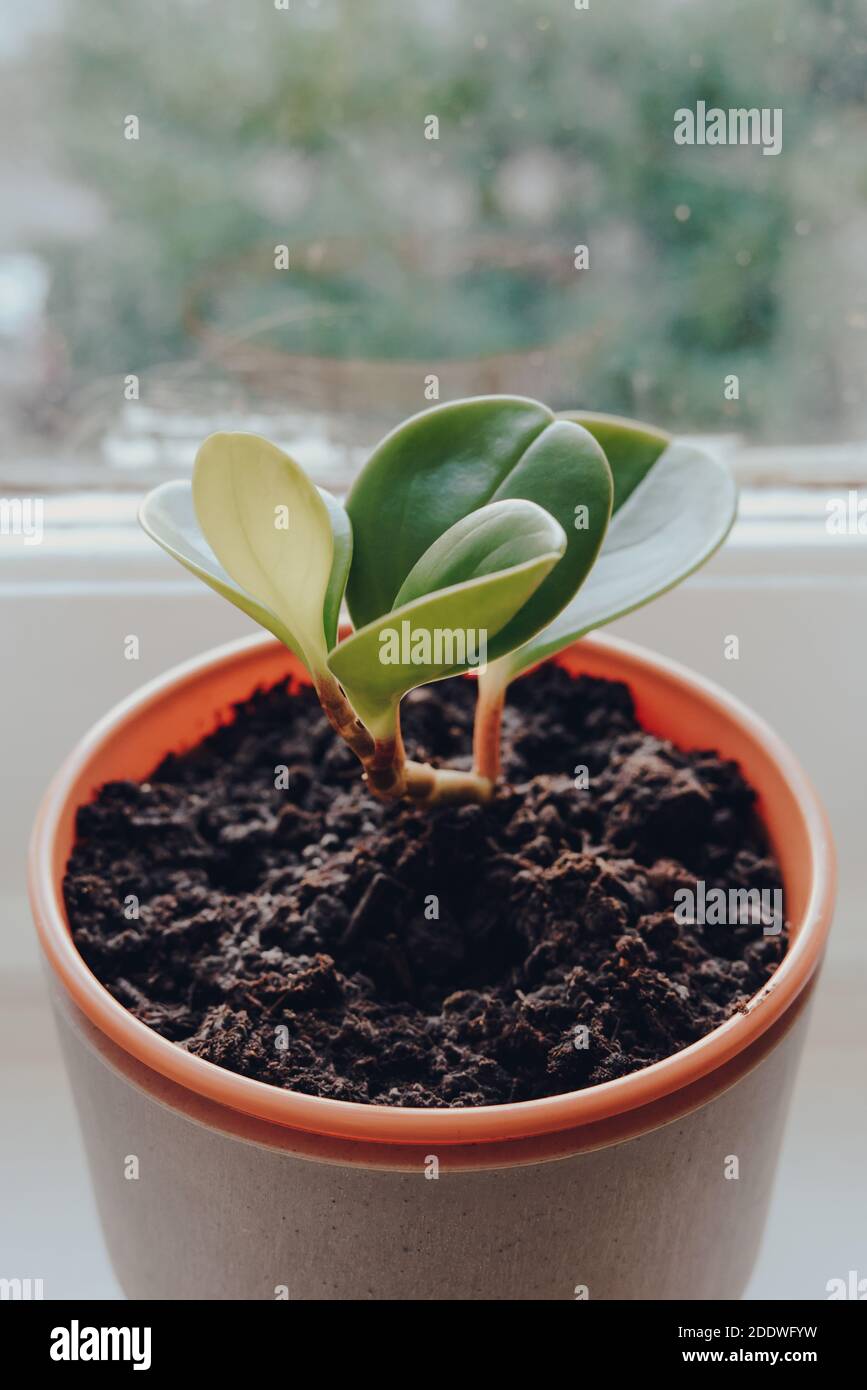 Plante de caoutchouc de bébé, peperomia obtusifolia, dans un pot croissant sur un seuil de fenêtre à la maison, sélectif foyer peu profond. Banque D'Images