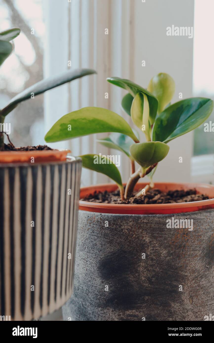 Plante de caoutchouc de bébé, peperomia obtusifolia, en pot de ciment de style industriel croissant sur un seuil de fenêtre à la maison, sélectif peu profonde foyer. Banque D'Images