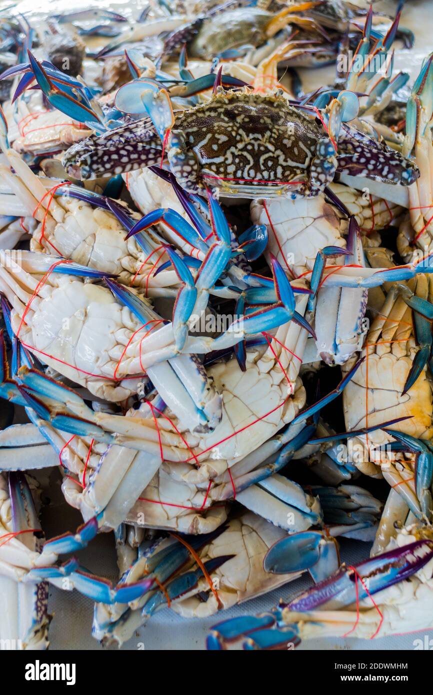 Crabes bleus vendus dans un marché de fruits de mer à Kota Kinabalu, Sabah, Malaisie Banque D'Images