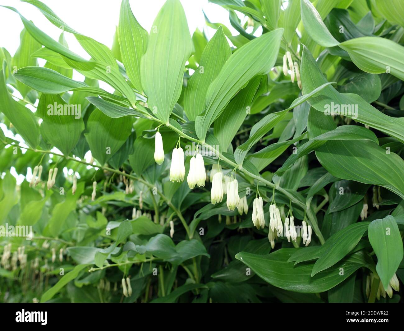 Vielblütige Weißwurz (Polygonatum multiflorum), auch Vielblütiges Salomonssiegel, Wald-Weißwurz oder Wald-Salomonssiegel, blühende Pflanze Banque D'Images