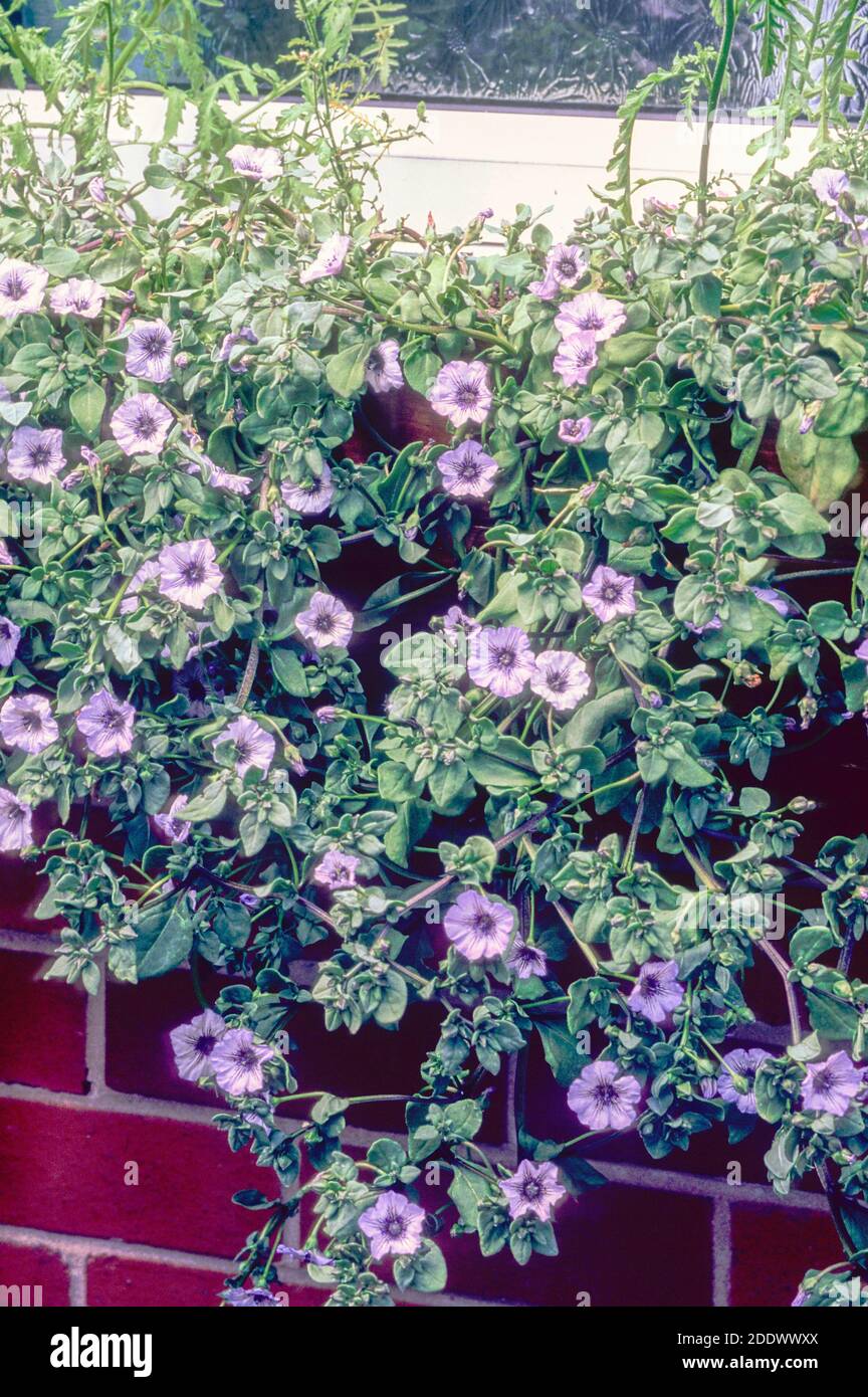 Nolana humifusa traînant vers le bas d'un mur à partir d'une boîte de fenêtre Une floraison d'été demi-annuelle robuste avec des fleurs bleu lilas Aussi appelé fleur de cloche chilienne Banque D'Images