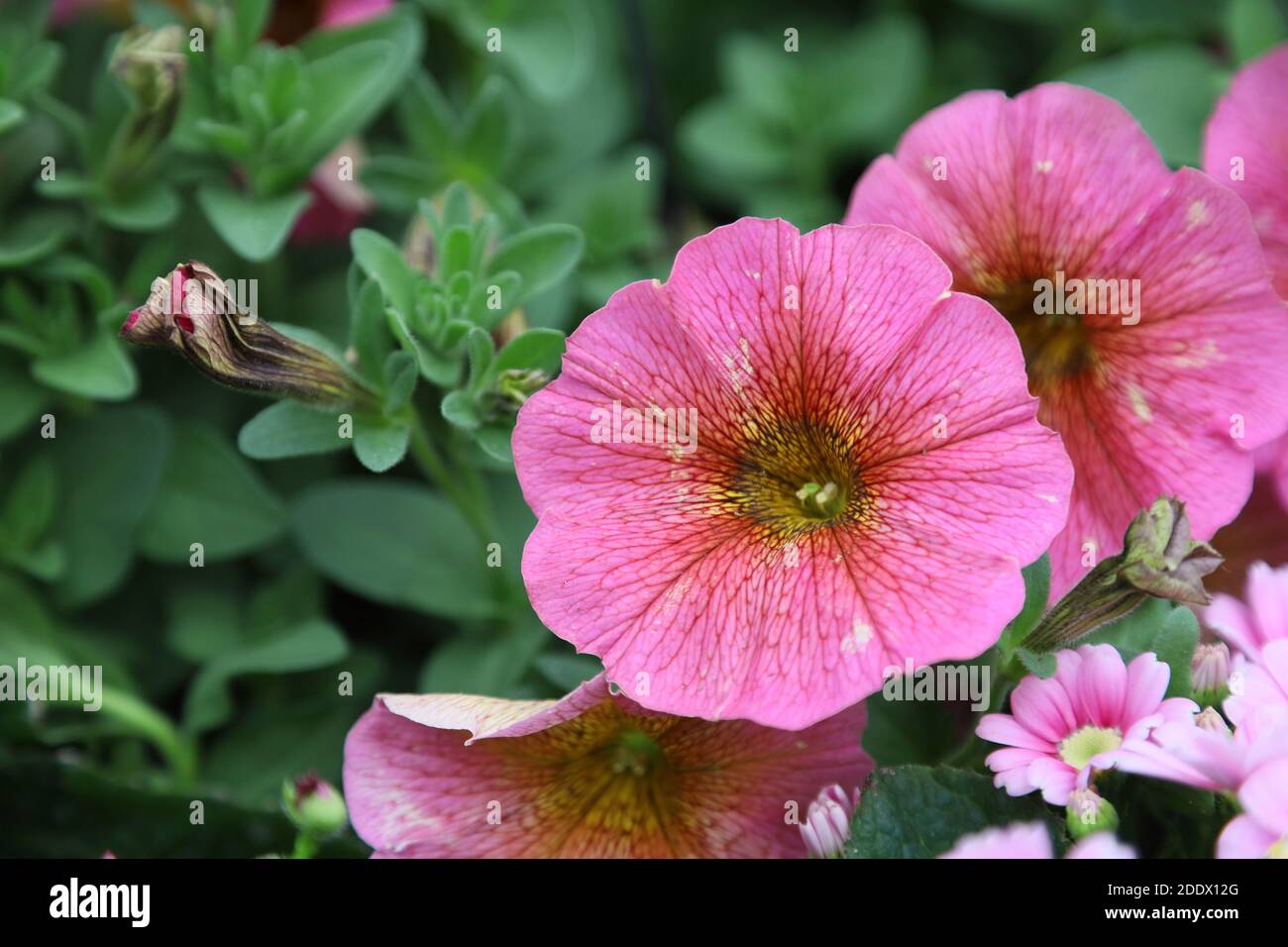 Pétunia à onde rose isolée sur un arrière-plan flou Banque D'Images