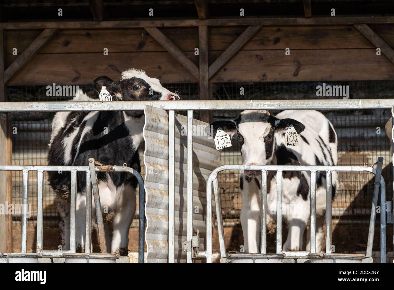 Deux jeunes veaux dans les étals de la ferme du comté de Lancaster Banque D'Images