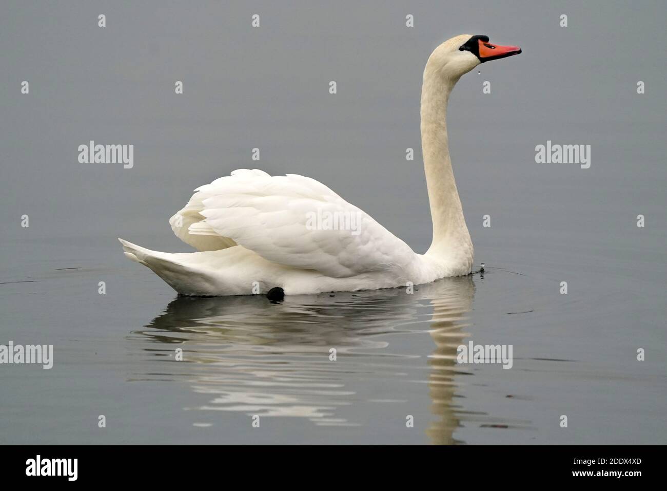 Coupez le son des cygnes nageant sur de l'eau douce Banque D'Images