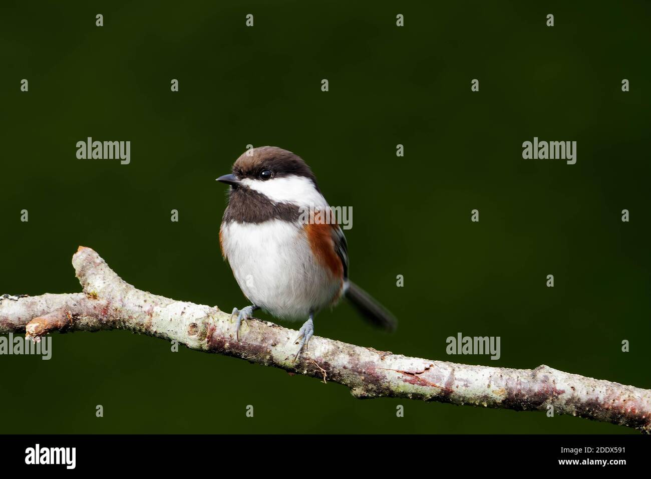 Chichadée à dos de châtaignier perchée sur la branche, fond vert foncé, Snohomish, Washington, États-Unis Banque D'Images