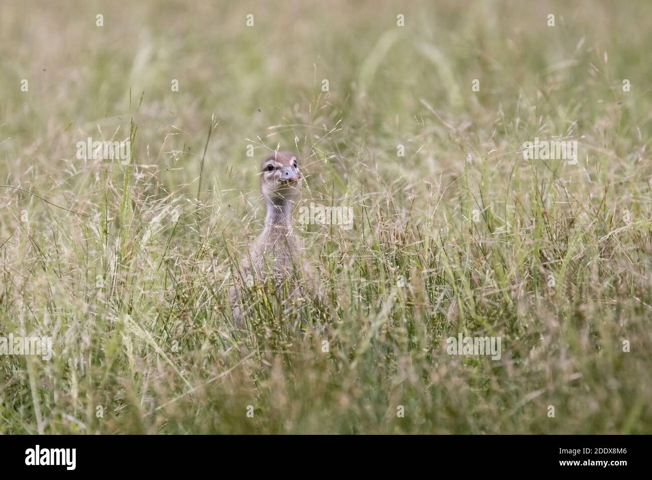 Canard de bois australien se nourrissant de graines d'herbe Banque D'Images