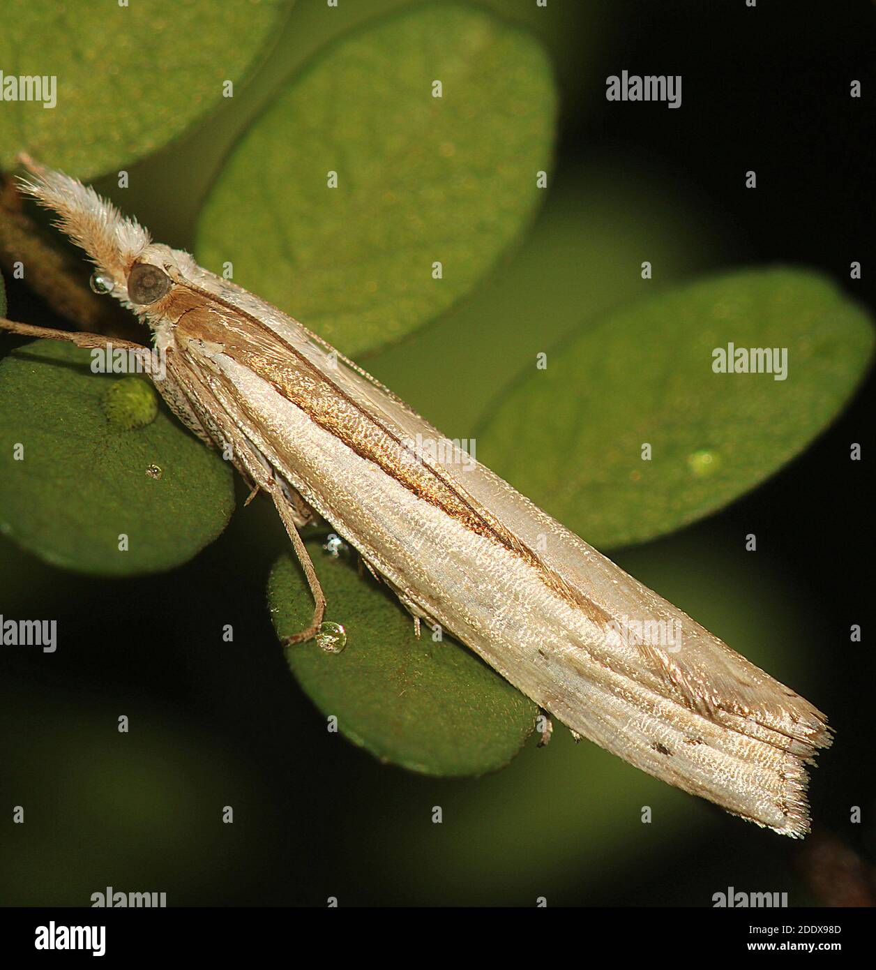 Stunsock musout moth (Orocrambus sp) Banque D'Images