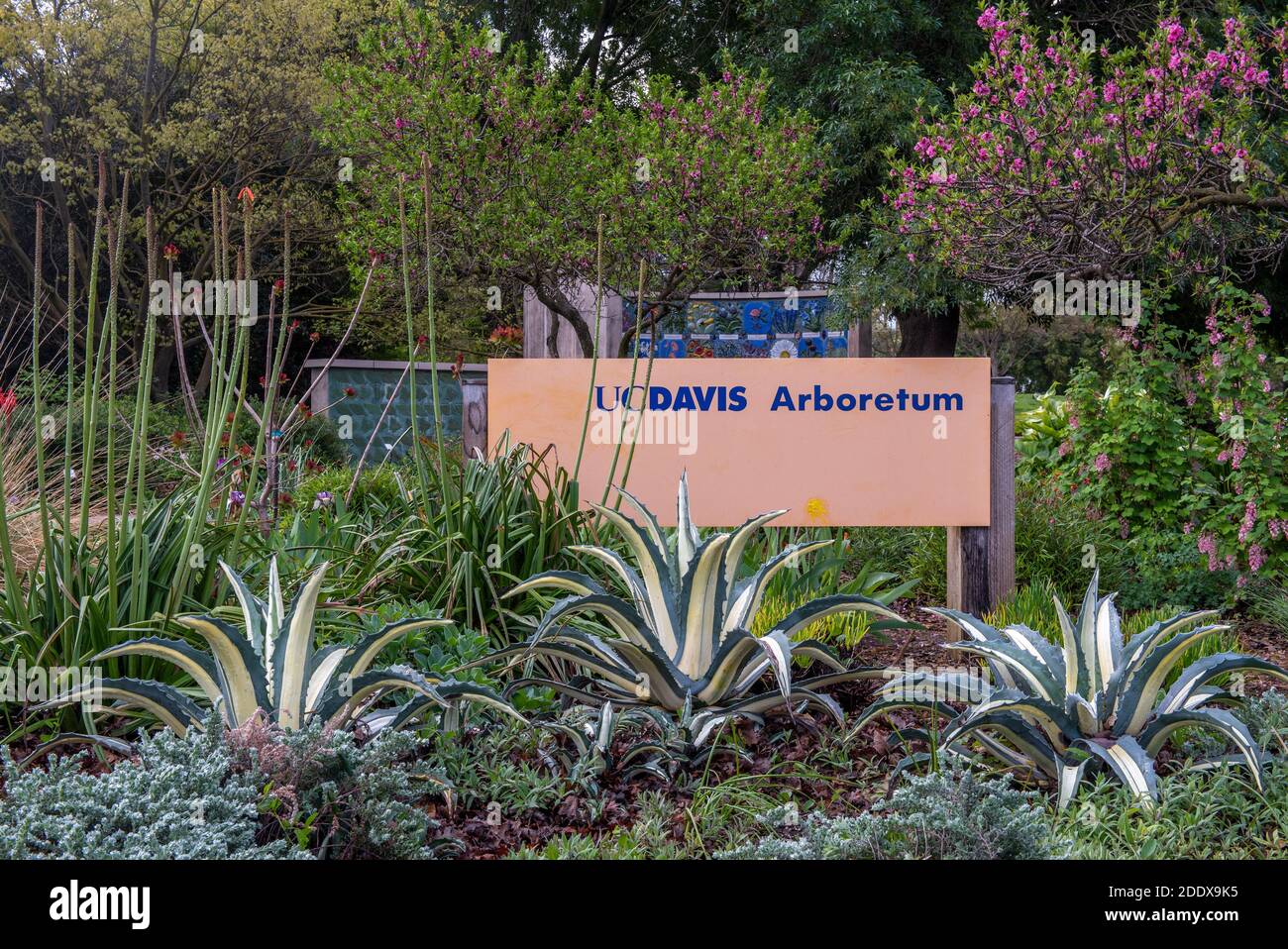 Davis, CA, Etats-Unis, 21 mars 2020. Panneau marquant l'arboretum UC Davis lors d'un Spring Morning. L'arboretum est un bijou jardin botanique avec des plantes locales et Banque D'Images