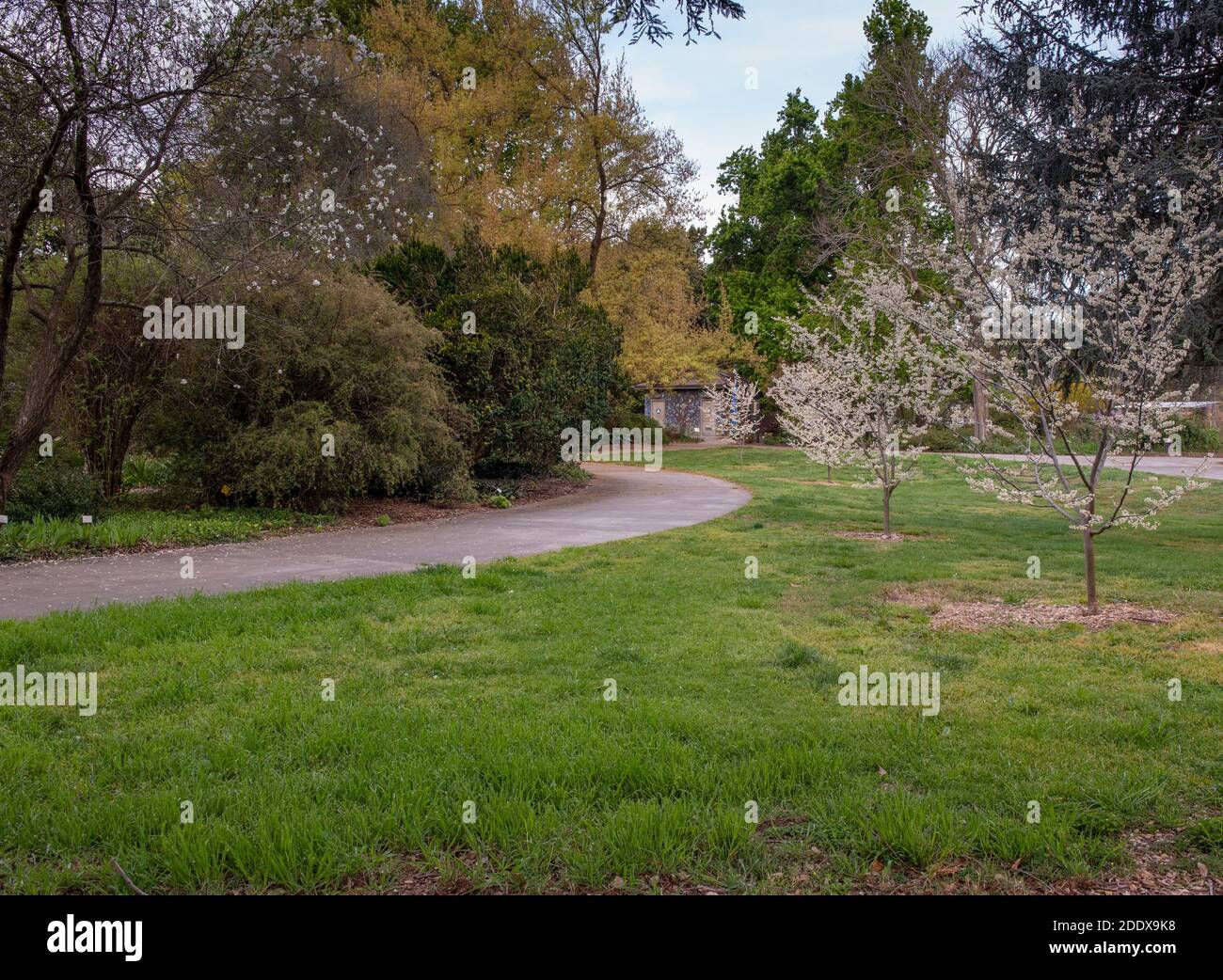 Davis, CA, Etats-Unis, 21 mars 2020. Chemin vers le jardin aux fleurs d'amande à l'arboretum UC Davis au printemps, lors d'une journée ensoleillée et bleue avec peu de clo Banque D'Images