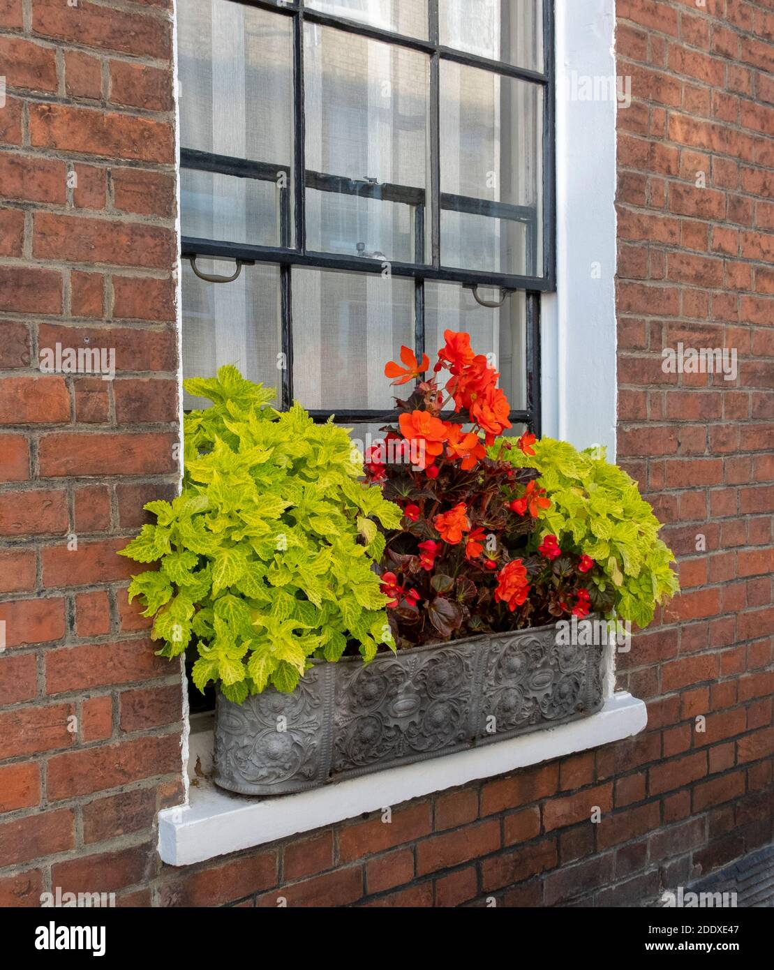 Jolie boîte de fenêtre ornementale en métal plantée de begonias sur un rebord de fenêtre d'une maison en brique rouge à Rye, East Sussex, Royaume-Uni Banque D'Images
