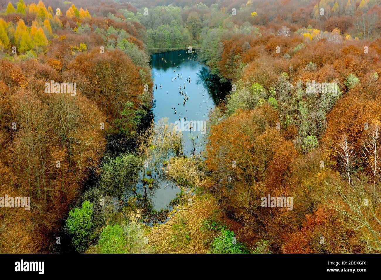 Lac unique en Hongrie qui s'appelle le lac Hubertlaki. Il ressemble à un lac de tueur roumain mais. Une vue cinématographique fantastique à l'automne 2020. Il n'y a pas d'autres Banque D'Images