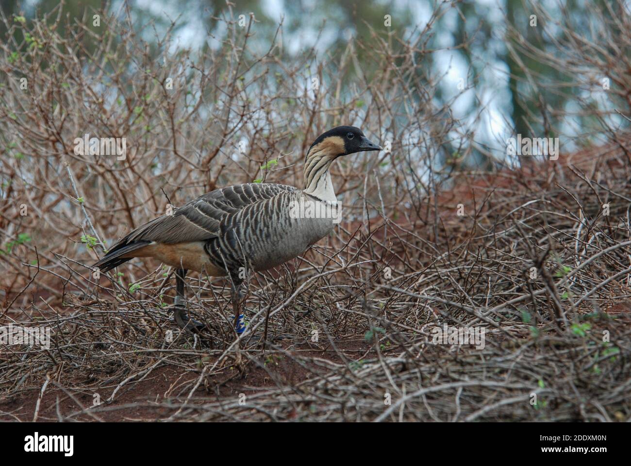 L'oie endémique hawaïenne le nene (Branta sandvicensis) une espèce d'oiseaux menacée qui est revenue du bord de l'extinction. Banque D'Images