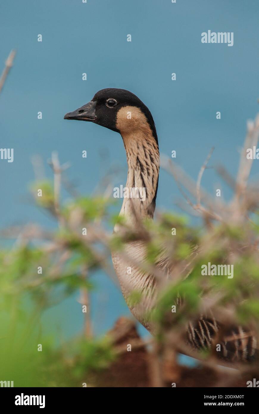 L'oie endémique hawaïenne le nene (Branta sandvicensis) une espèce d'oiseaux menacée qui est revenue du bord de l'extinction. Banque D'Images
