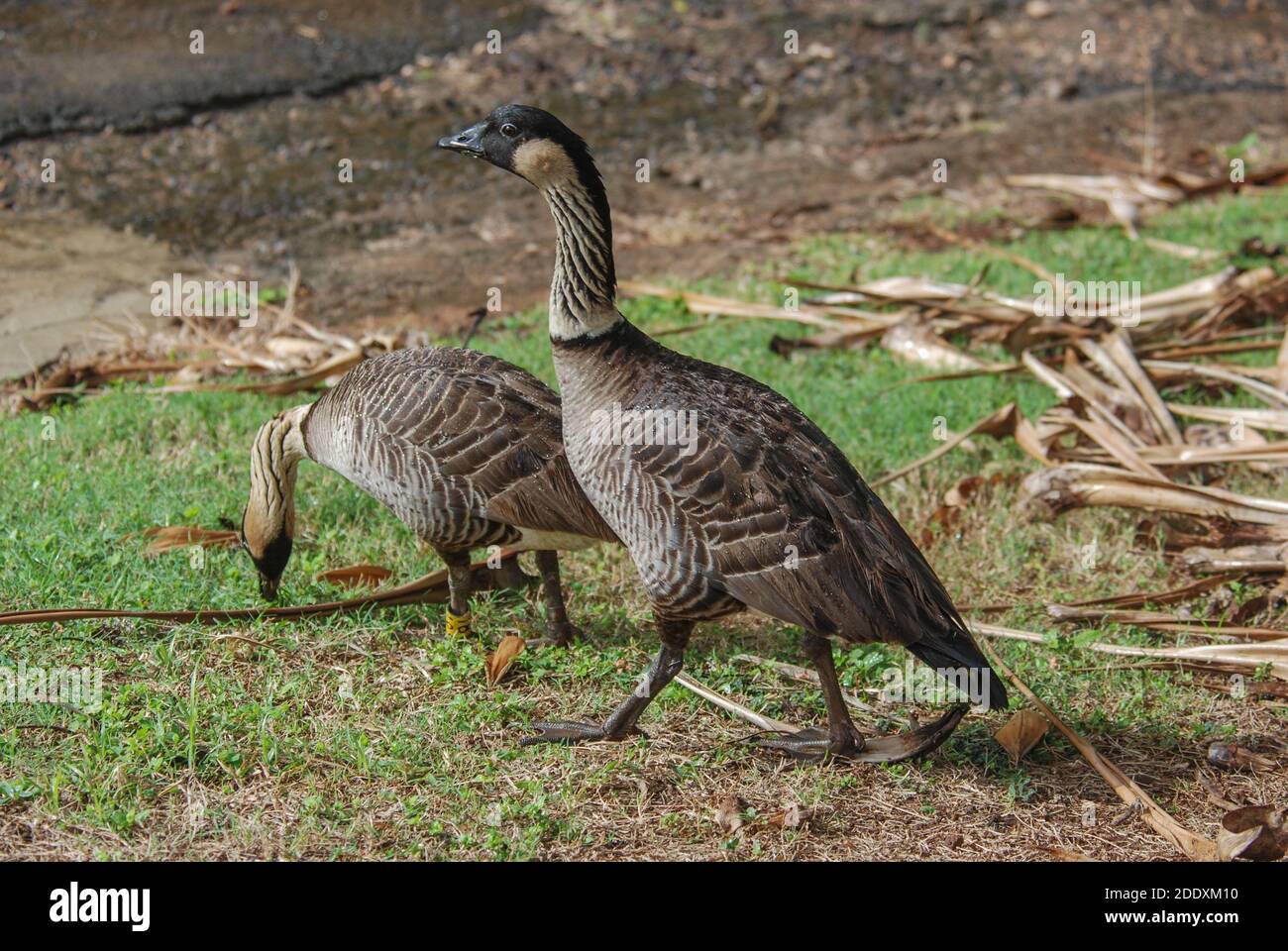 L'oie endémique hawaïenne le nene (Branta sandvicensis) une espèce d'oiseaux menacée qui est revenue du bord de l'extinction. Banque D'Images