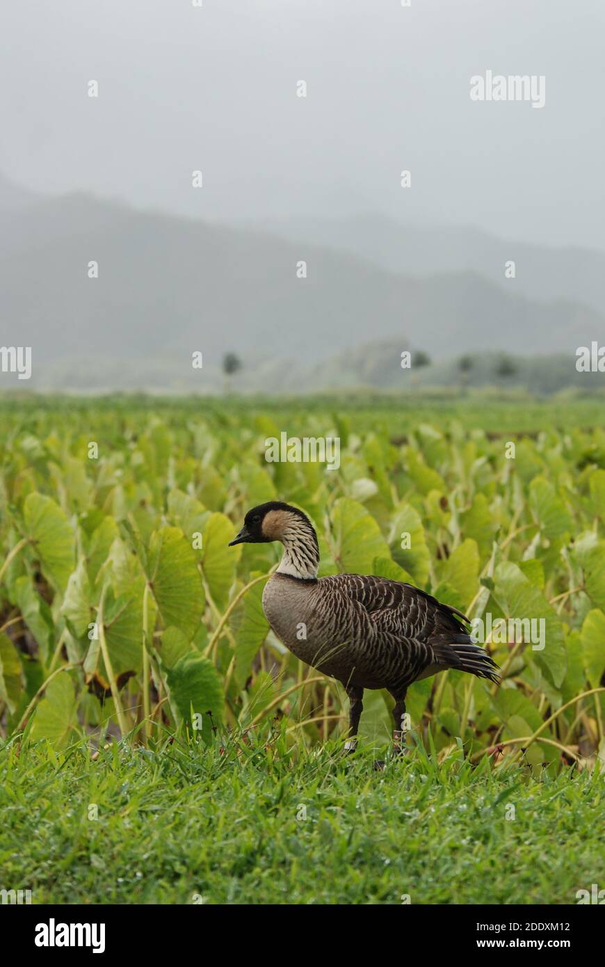L'oie endémique hawaïenne le nene (Branta sandvicensis) une espèce d'oiseaux menacée qui est revenue du bord de l'extinction. Banque D'Images