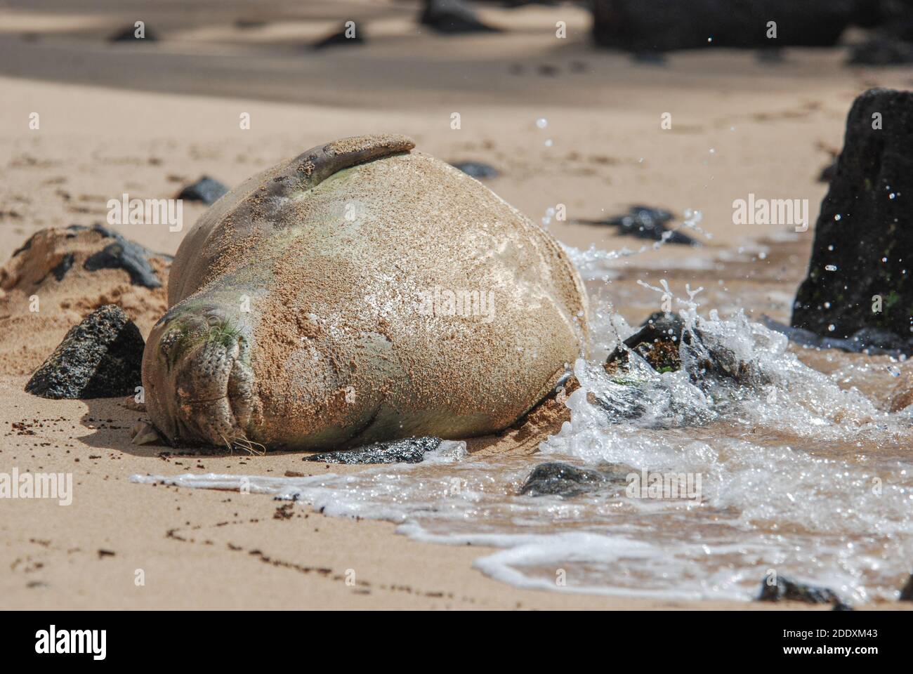 Phoque moine hawaïen (Neomonachus schauinslandi) de Kauai, ces phoques en voie de disparition sont endémiques à Hawaï et sont menacés d'extinction. Banque D'Images