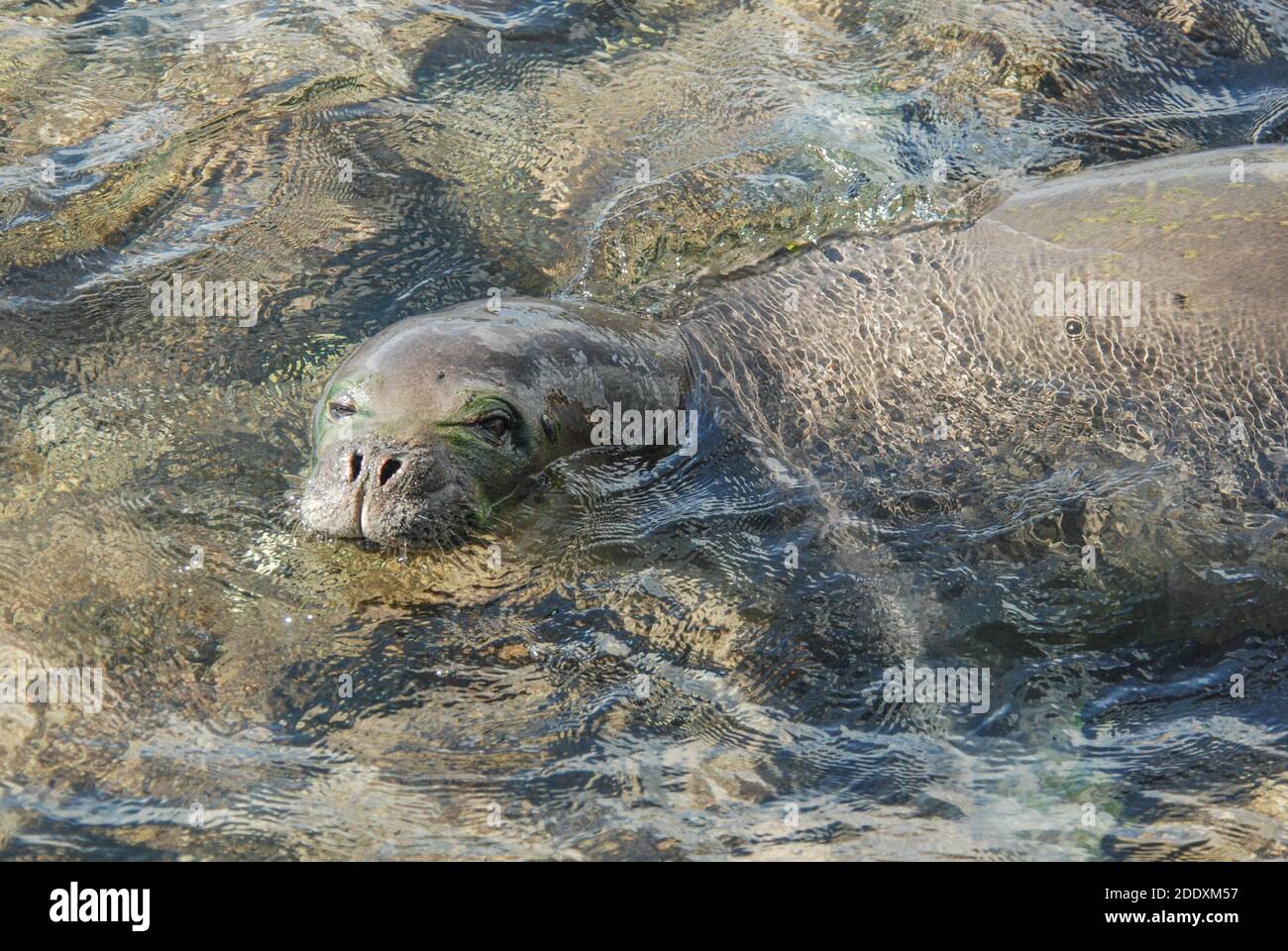 Phoque moine hawaïen (Neomonachus schauinslandi) de Kauai, ces phoques en voie de disparition sont endémiques à Hawaï et sont menacés d'extinction. Banque D'Images