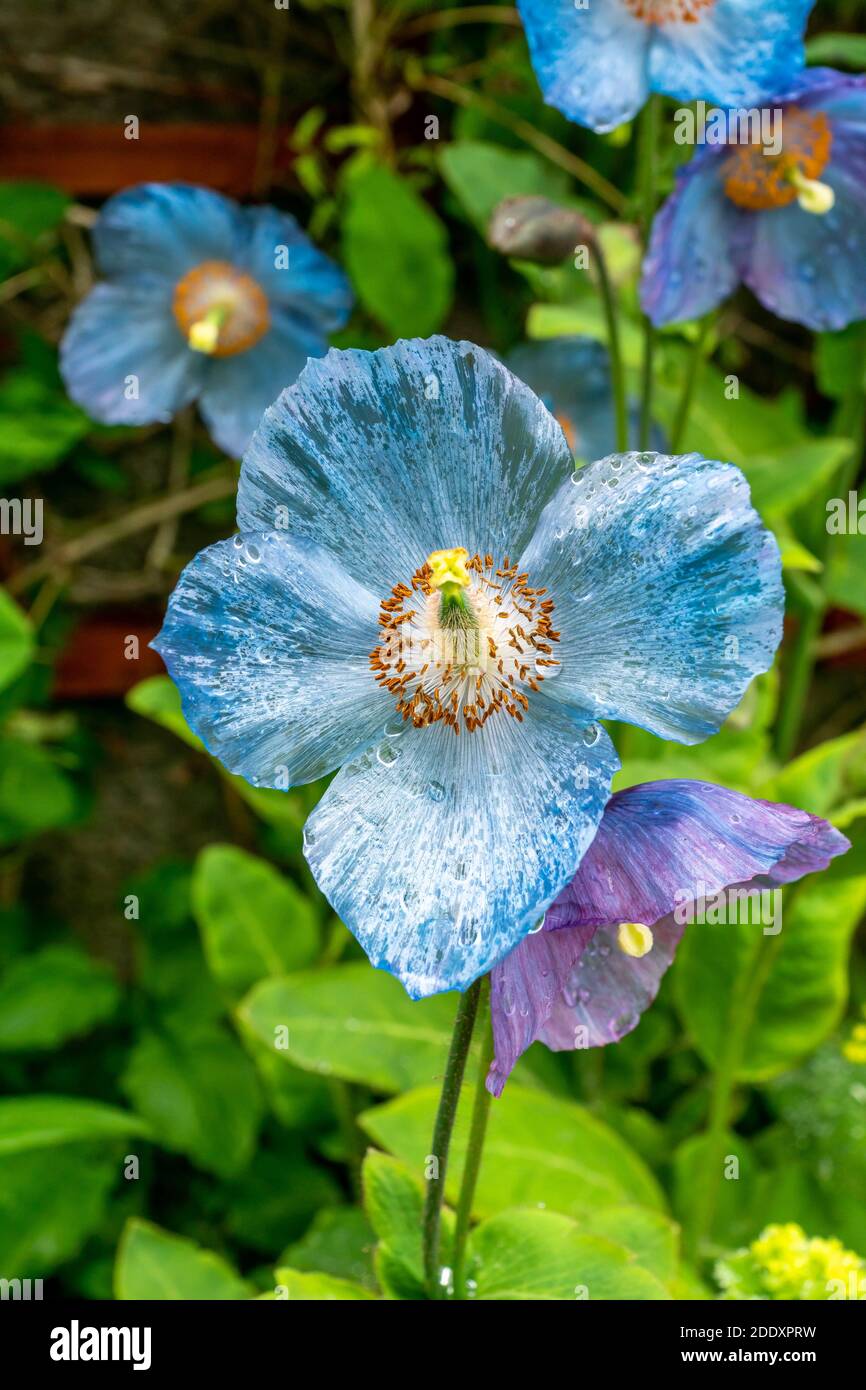 Une fleur de coquelicot bleu de l'Himalaya avec gouttes de pluie Photo  Stock - Alamy