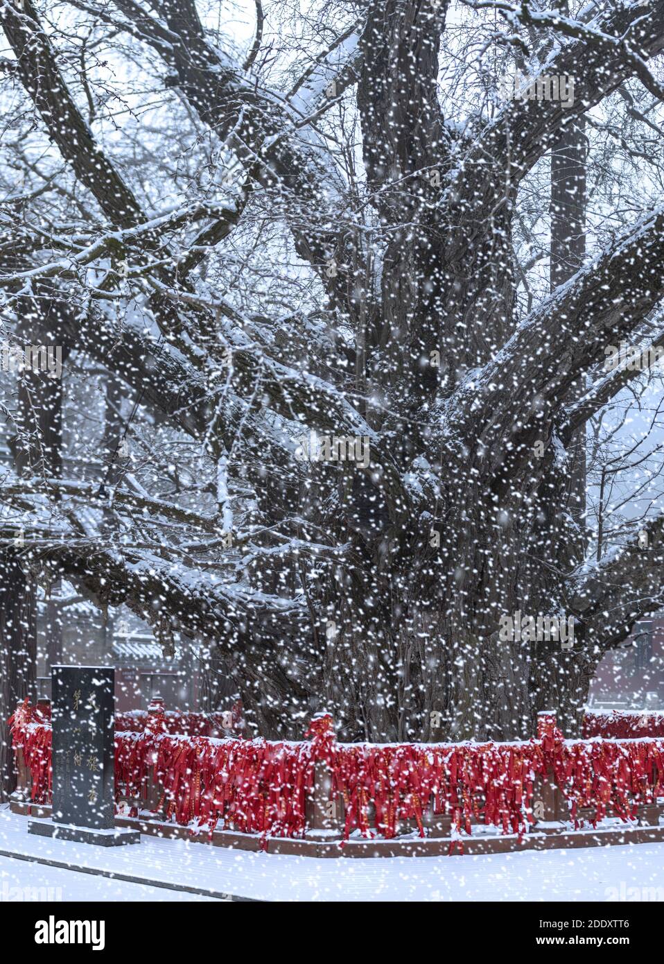 L'ancien ginkgo Banque D'Images
