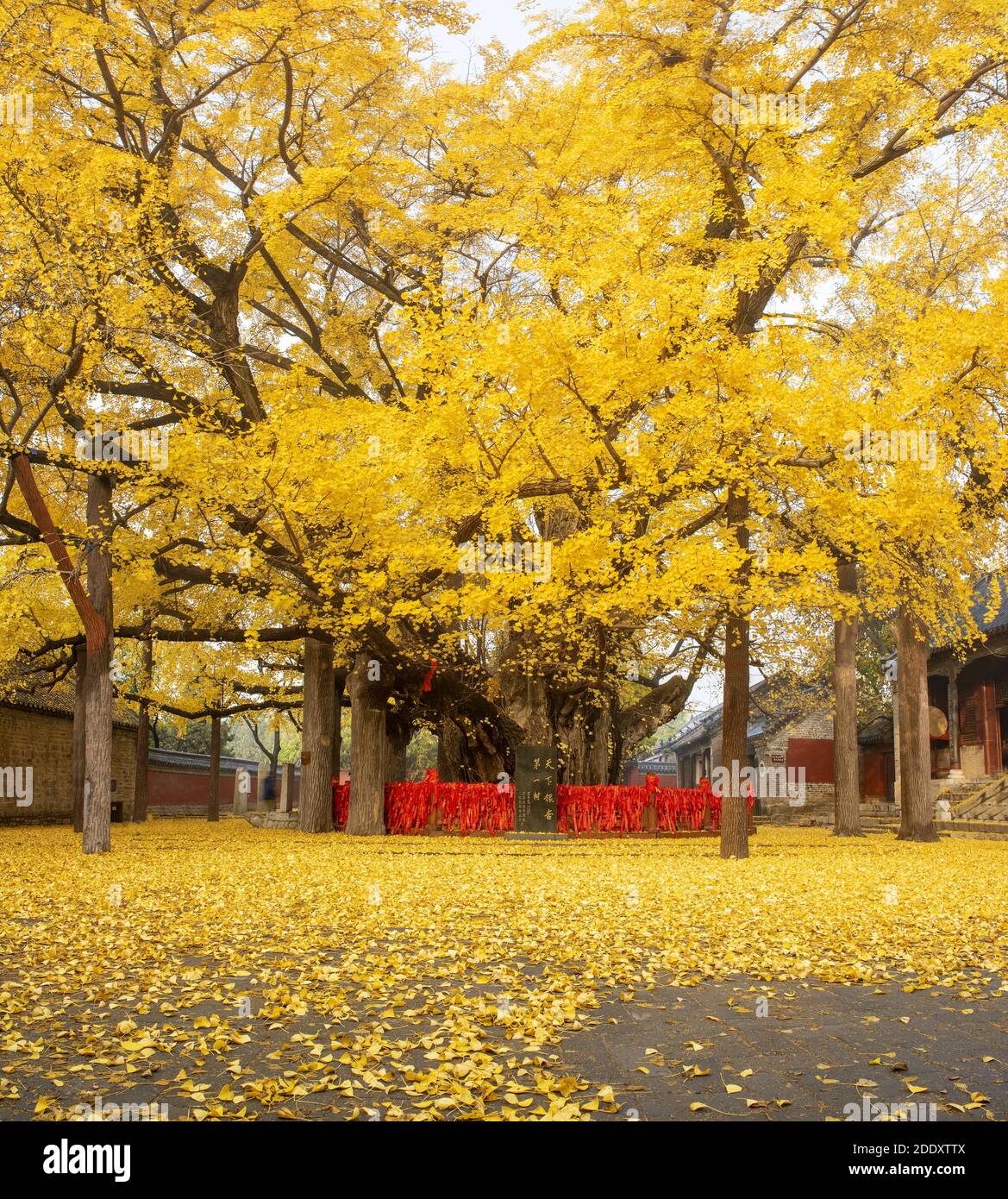 Du ginkgo ShuWang Banque D'Images