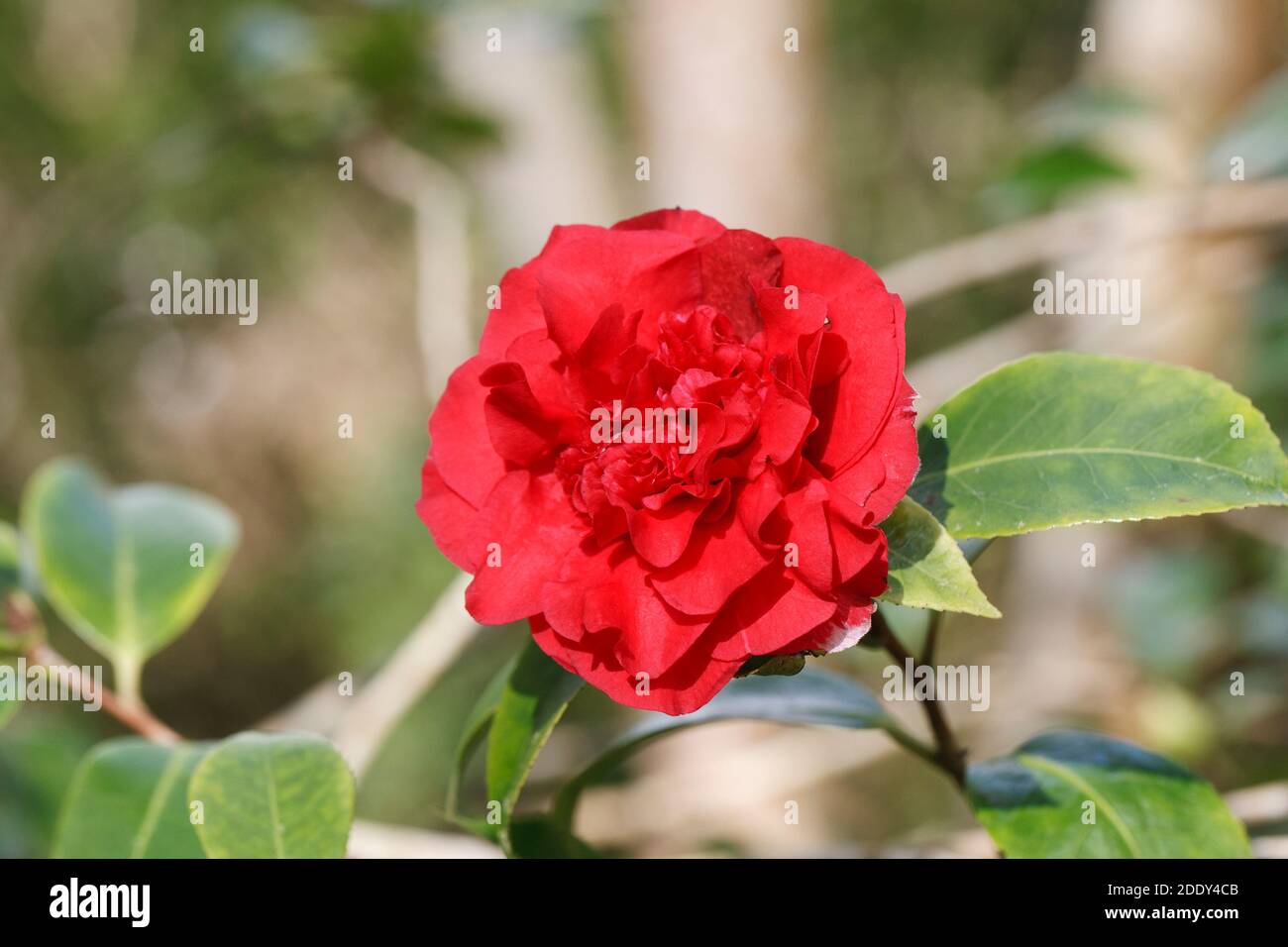 Camellia x williamsii 'Ruby Wedding' fleur. Banque D'Images