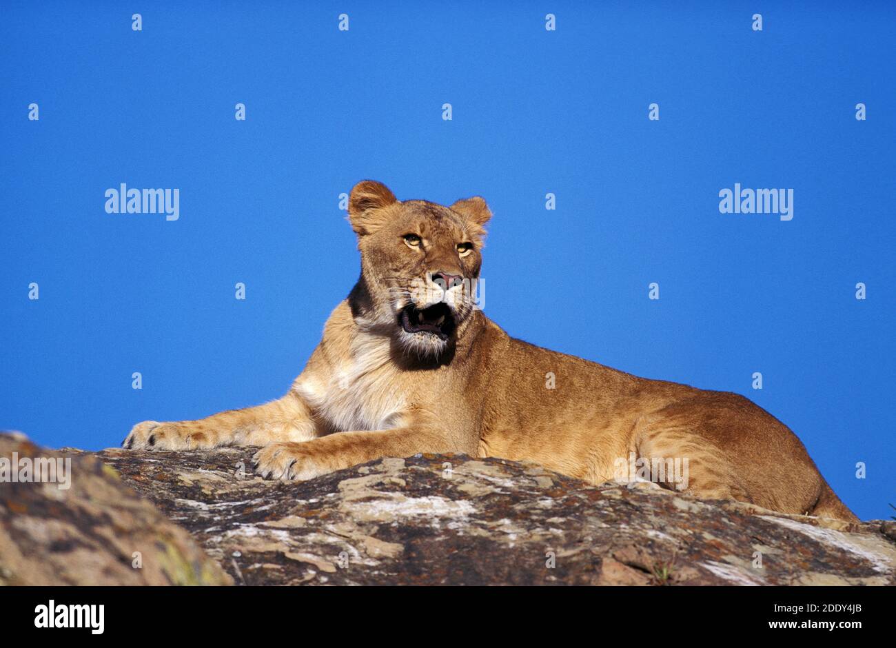 Lion africain, panthera leo, Femme debout sur Rock Banque D'Images