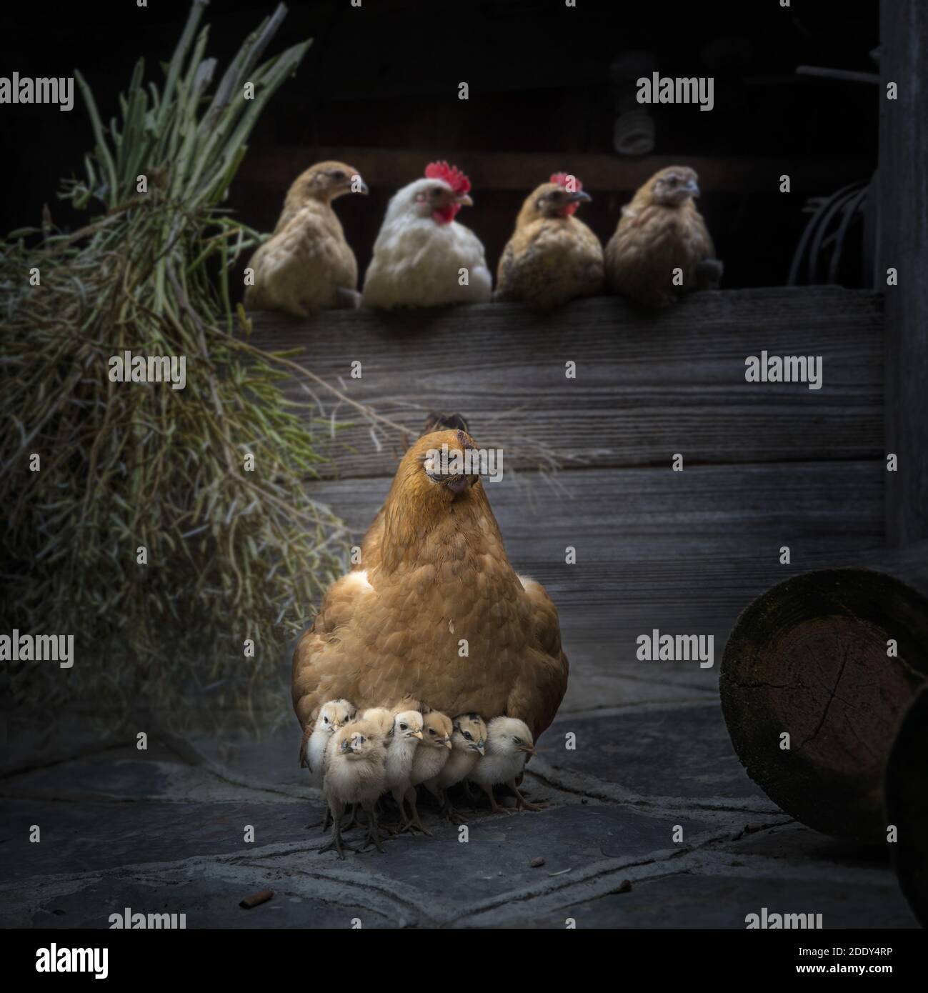 La poule et ses enfants Banque D'Images