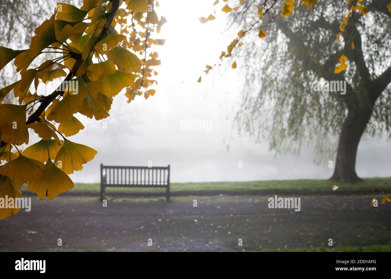 Le Ginkgo biloba part en automne lors d'une journée brumeuse de novembre, à St. Nicholas Park, Warwick, Royaume-Uni Banque D'Images
