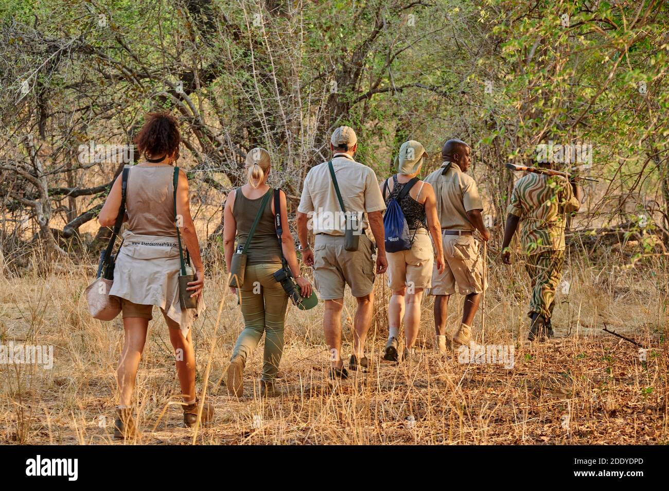 Groupe de touristes en safari à pied dans le parc national de Luangwa Sud, Mfuwe, Zambie, Afrique Banque D'Images Groupe de touristes en safari à pied dans le parc national de Luangwa Sud, Mfuwe, Zambie, Afrique Banque D'Images