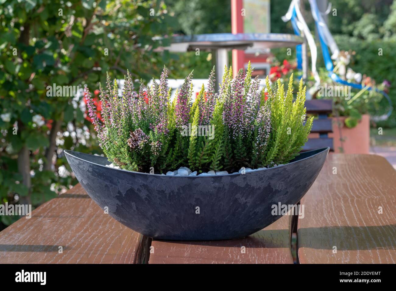 un vert-violet chiné dans un beau pot étroit sur un tableau Banque D'Images