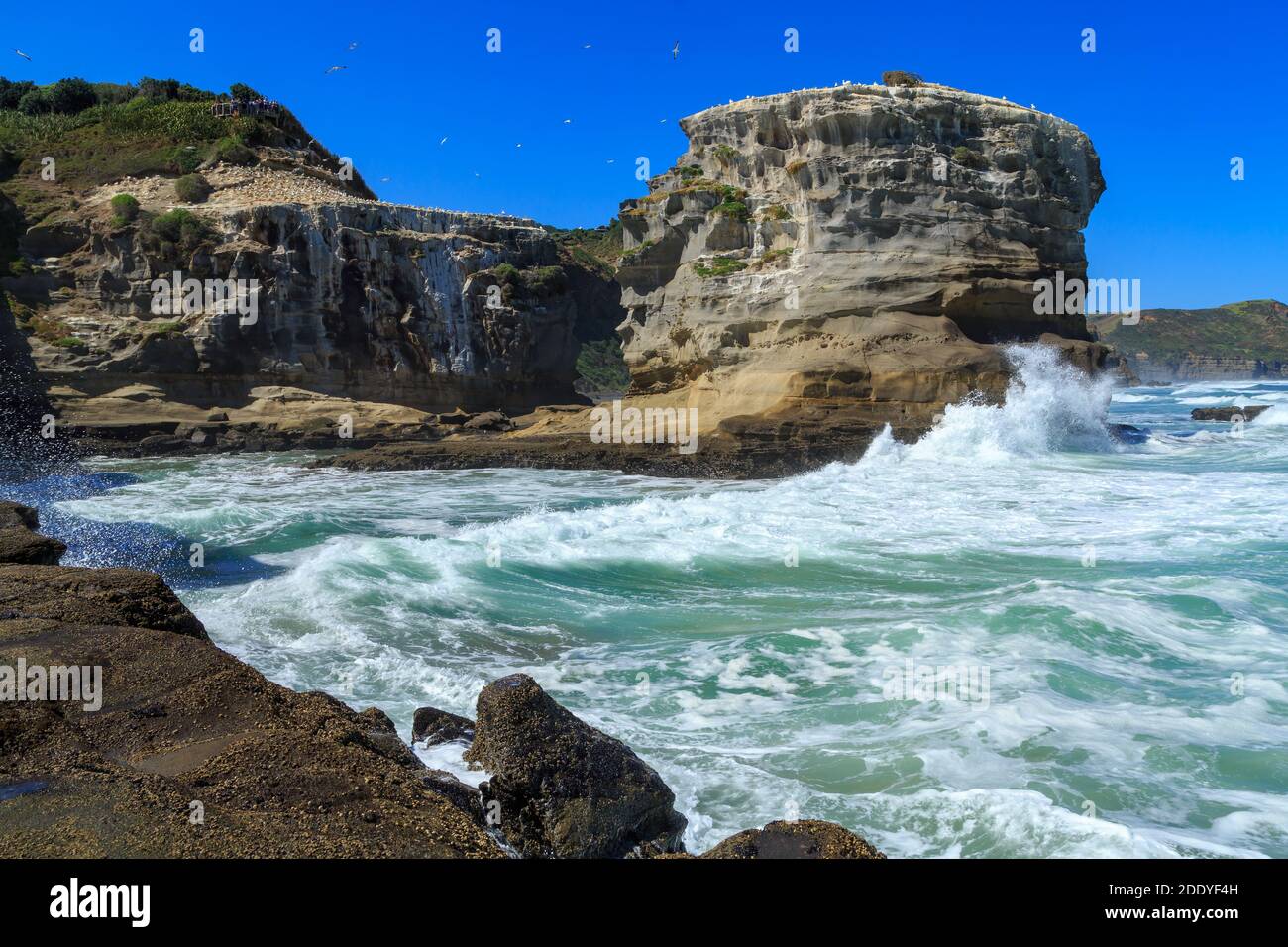 De grands surf se brisent dans les rochers de l'île de Motutara, Muriwai, en Nouvelle-Zélande, qui abrite une grande colonie de fous de Bassan Banque D'Images