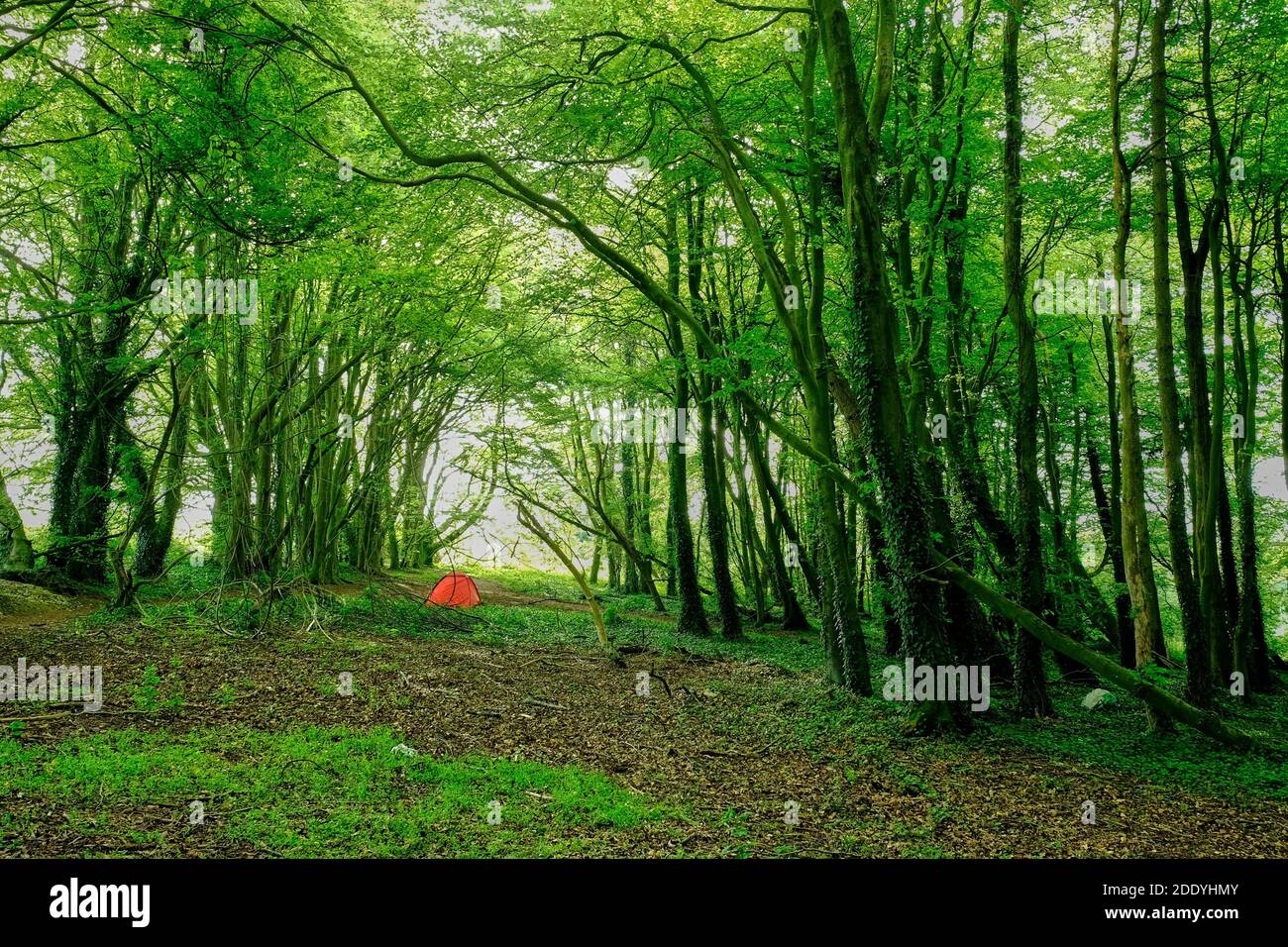 Camping sauvage dans les bois près d'Arun, West Sussex, Angleterre Banque D'Images