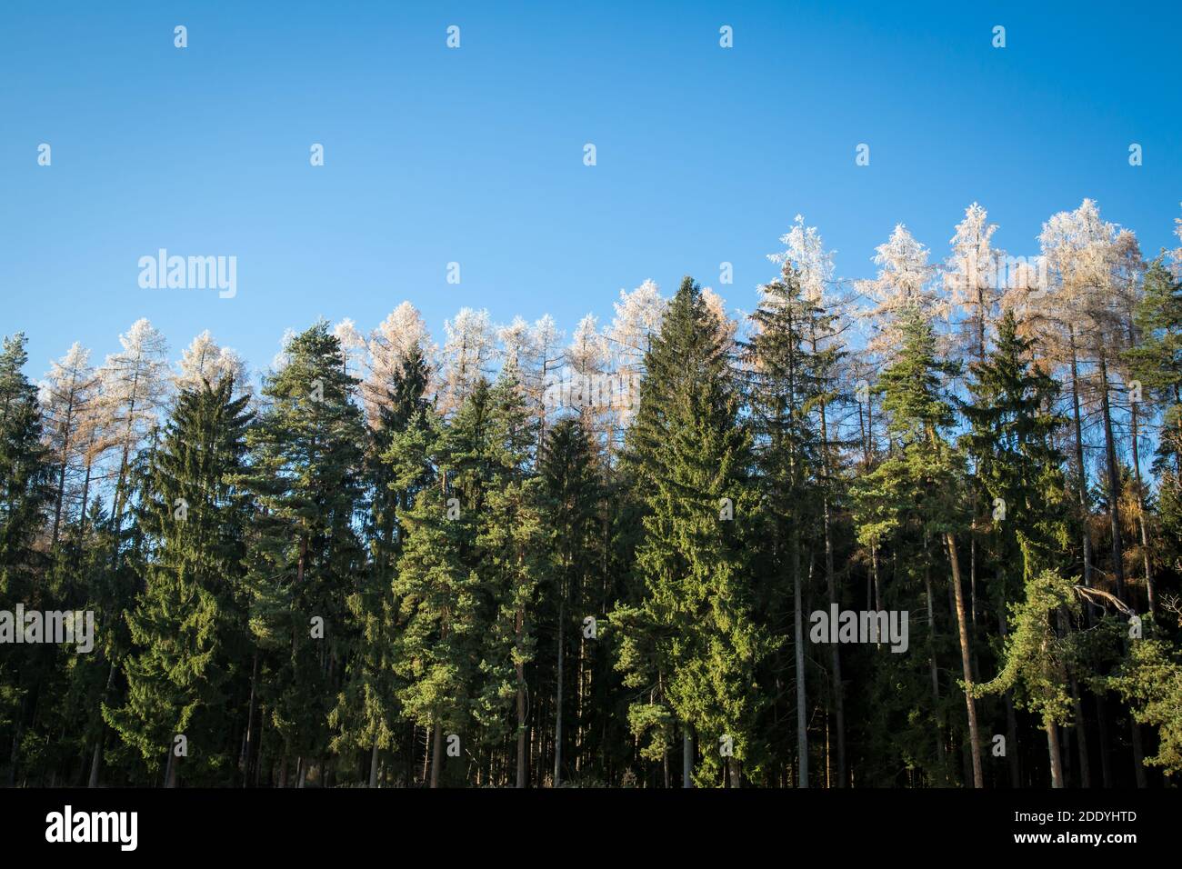 Randonnée dans la forêt le jour ensoleillé de novembre dans le Waldviertel, Autriche, Europe Banque D'Images